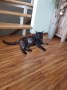 Balu (3)